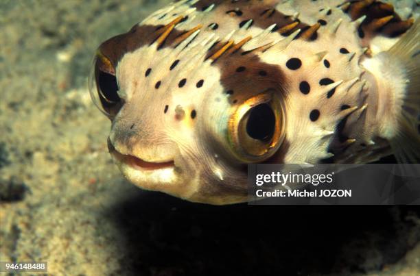 440 Fish Balloons Stock Photos, High-Res Pictures, and Images - Getty ...