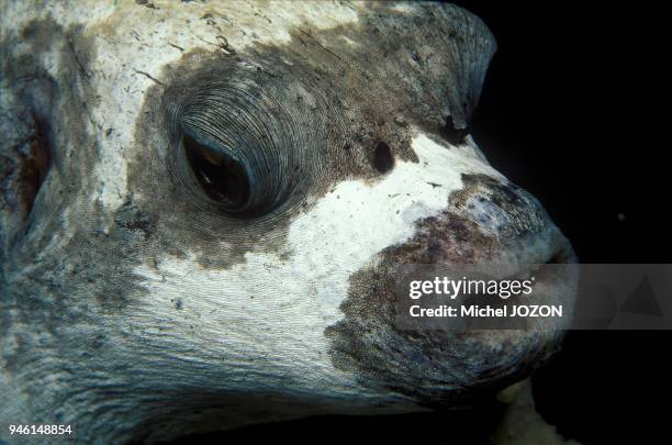 Masked Pufferfish .