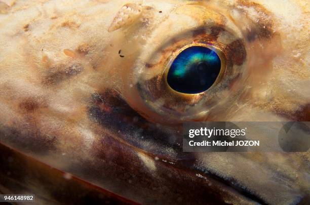 Lizardfish Philippines.