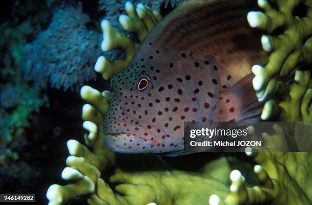 Freckled hawkfish , Sea Red.