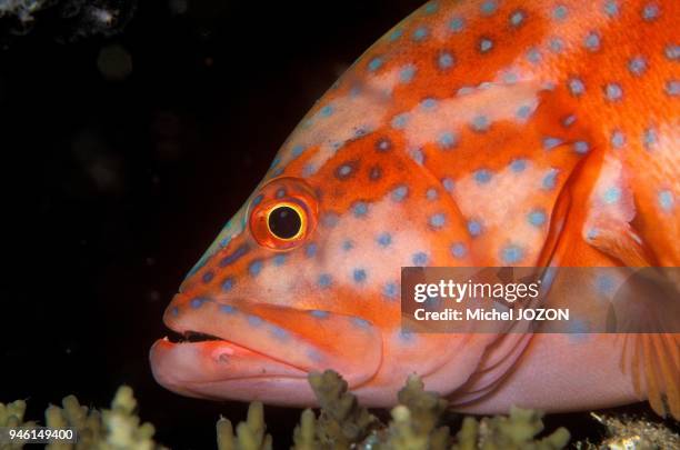 Coral hind grouper .
