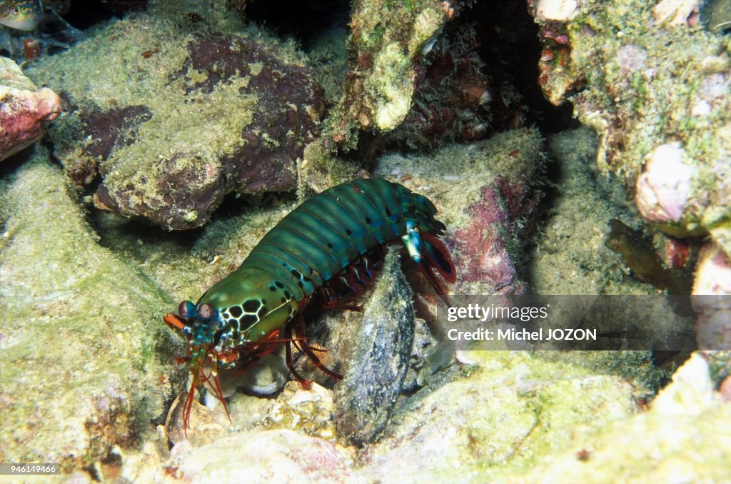 Peacock mantis shrimp (Odontodactylus scyllarus)