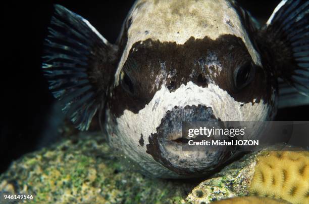 Masked Pufferfish .