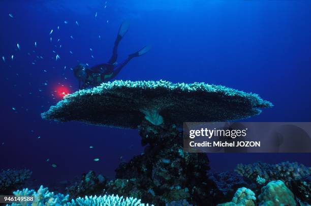 Scuba diver with corals .