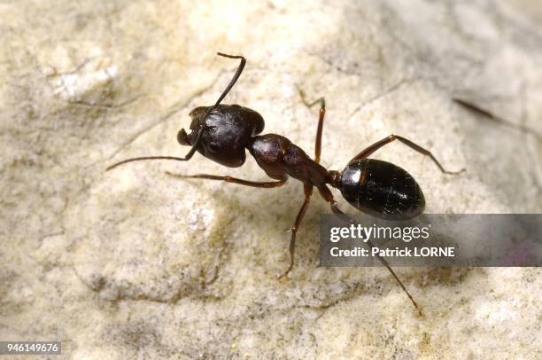 FOURMI CAMPONOTE, CAMPONOTUS CRUENTATUS, HYMENOPTERE.