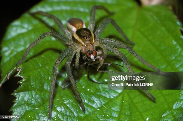 Metal Raft Spider 156 Raft Spider Stock Photos, High-Res Pictures, and Images - Getty Images