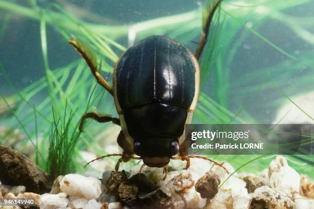 Diving beetle .