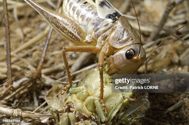 Sauterelle dectique attaquant une cigale Lyristes plebejus venant d'emerger.