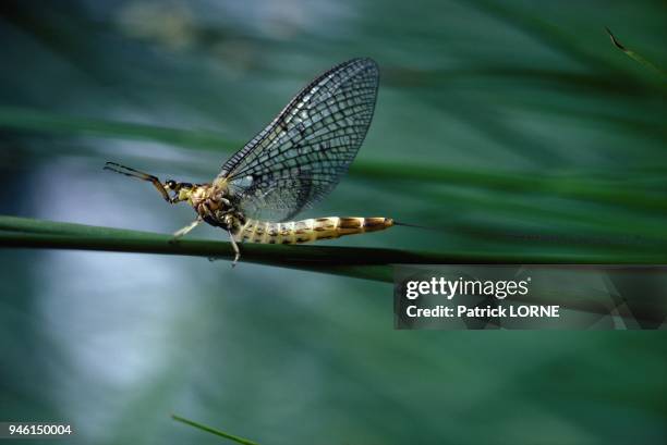 Ephemeridae Insect 815 Ephemeroptera Stock Photos, High-Res Pictures, and Images - Getty ...