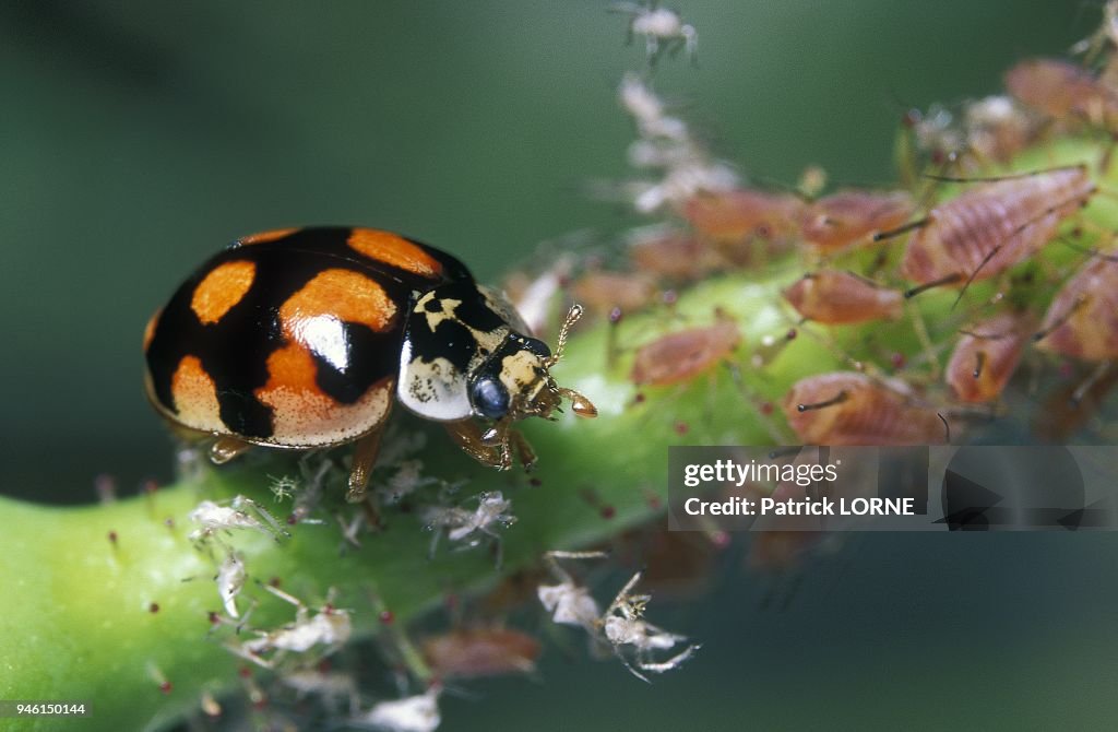 TEEN SPOT LADYBIRD, ADALIA DECEMPUNCTATA