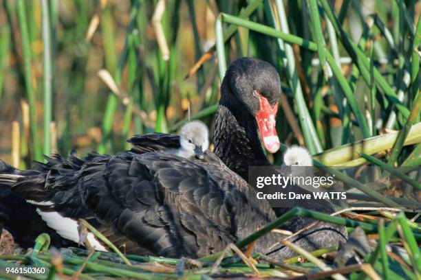 Cygne noir , Adulte sur un nid, Victoria, Australie.