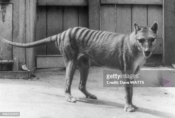 Le thylacine, appele egalement loup marsupial, loup de Tasmanie ou encore tigre de Tasmanie Historical photo Hobart Zoo, Tasmanie, Australie.
