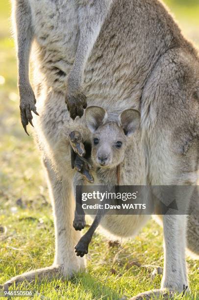 Kangourou geant , Australie.