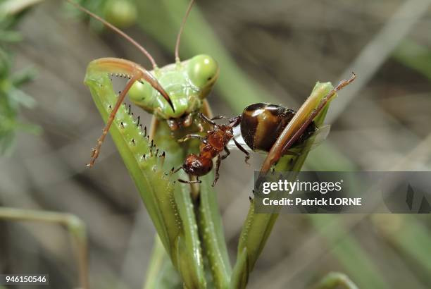 La mante etait postee a 2 m, d'une fourmiliere. Les reines s'envolaient et et se posaient dans les environs.