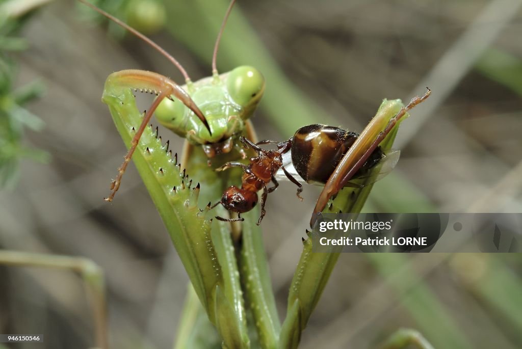 PRAYING MANTIS DEVOURING A QUEEN ANT