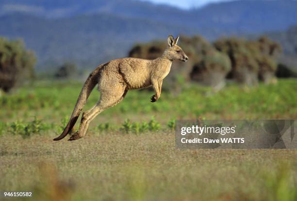 Kangourou geant , Tasmanie, Australie.