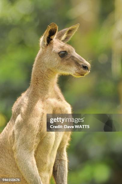Kangourou geant , Australie.