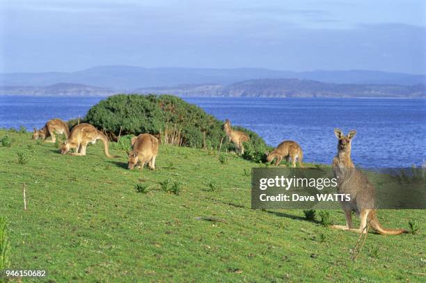 Kangourou geant ,Ile Maria , Tasmanie, Australie.