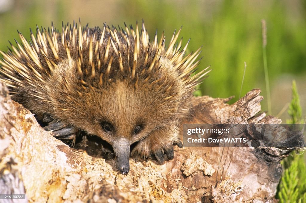 Echidne a nez court (Tachyglossus aculeatus)