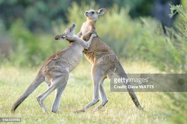 Eastern Grey Kangaroo Macropus giganteus Males boxing Photographed in ACT, Australia.