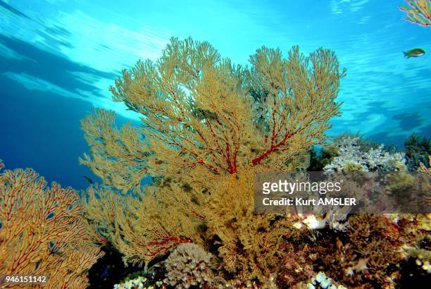 Gorgonian sea fan , Tubbataha reef, Philippines.