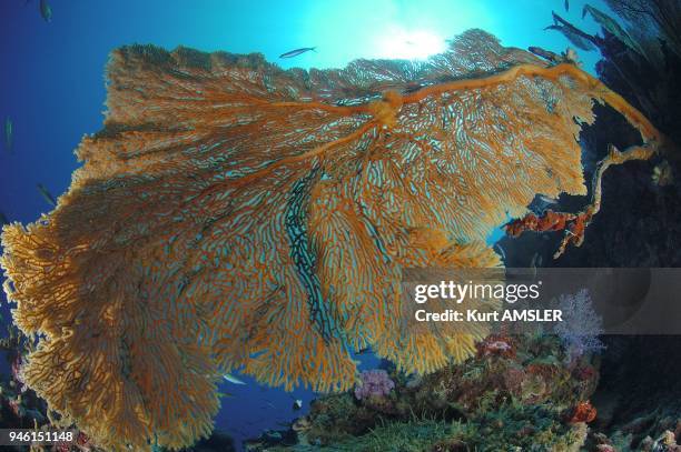 Gorgonian sea fan , Tubbataha reef, Philippines.