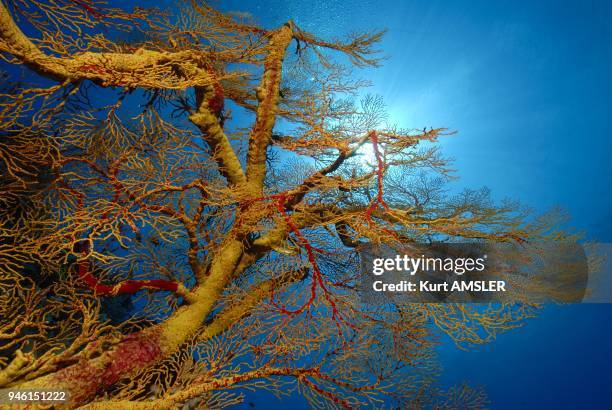 Gorgonian sea fan , Tubbataha reef, Philippines.