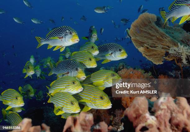 Lined Sweetlip Fish Indonesia.