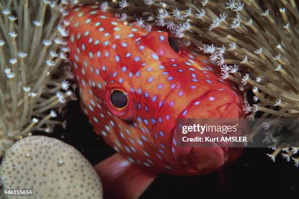 Maldives, Indian Ocean, Coral Grouper.