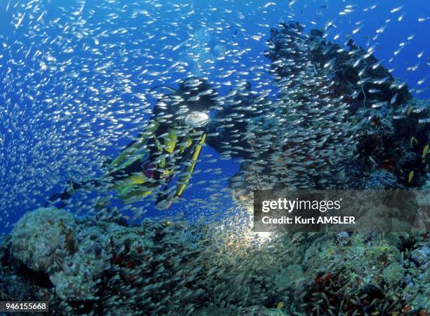 School Of Glassfish and diver, Safaga, Red Sea, Africa.