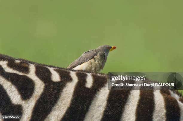 A YELLOWBILLED OXPECKER PERCHES ON THE BACK OF A PLAINS ZEBRA;NGORONGORO CRATER, TANZANIA, AFRICA.