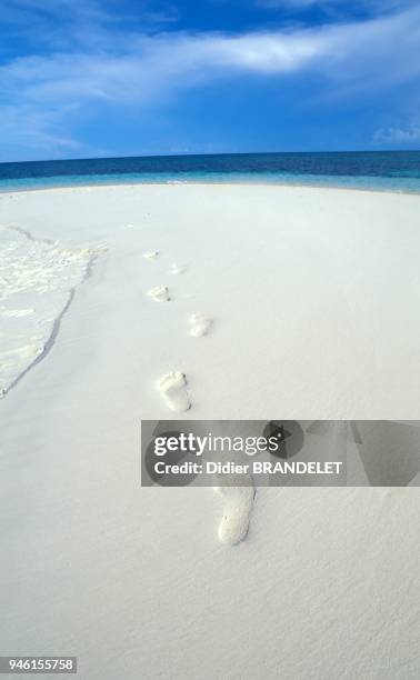 Lankayan Island, Malaysia, Indo Pacific Ocean.