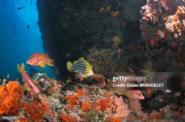 Long-jawed squirrelfish and Lined sweetlips Maldives.