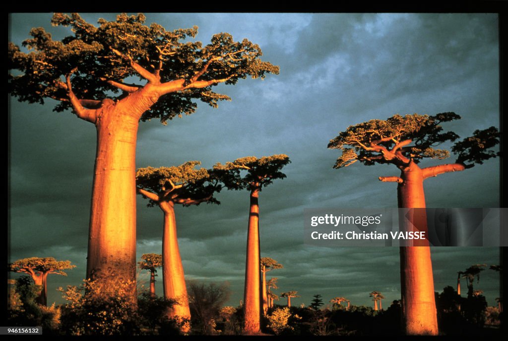 BAOBABS DANS LA REGION MORONDAVE, MADAGASCAR