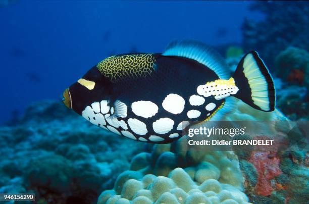 Clown triggerfish.