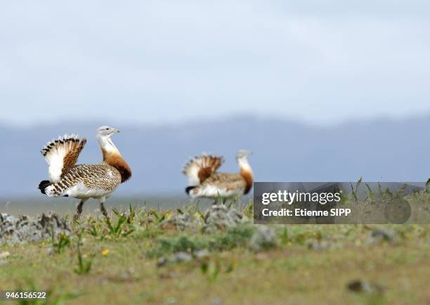 Deux Grandes outardes m?les de profil se d?pla?ant de gauche ? droite.