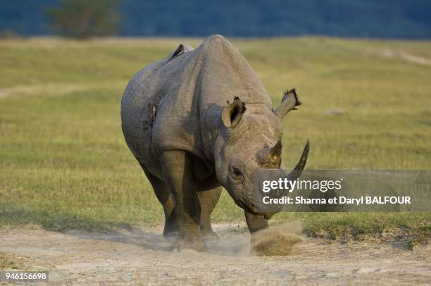 Black Rhinoceros.