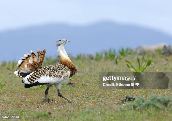 GREAT BUSTARD (OTIS TARDA), EXTREMADURA, SPAIN GREAT BUSTARD (OTIS TARDA), EXTREMADURA, SPAIN