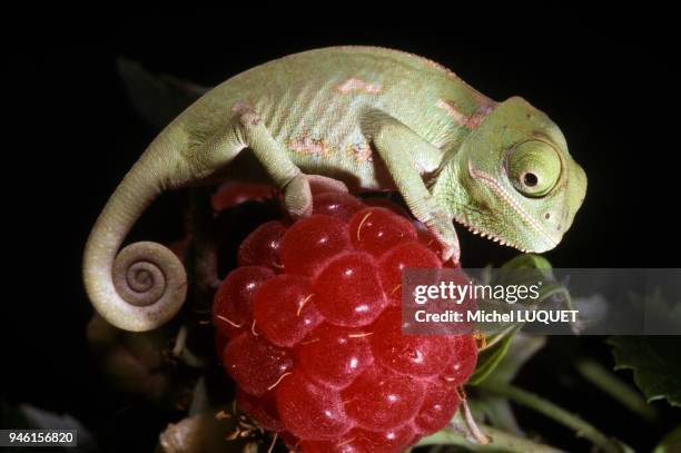 Casqued / Yemen chameleon, Young .