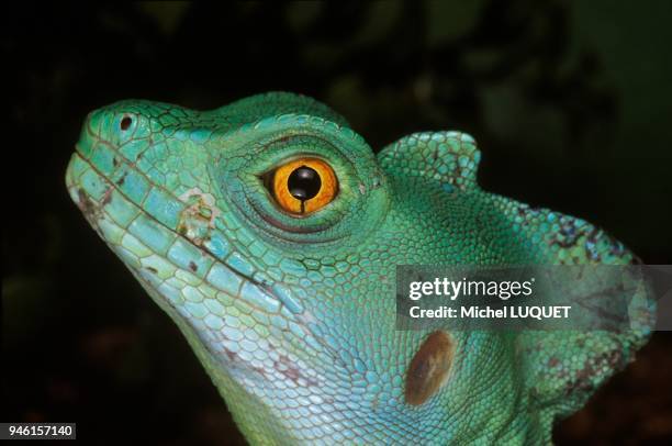 Green basilisk lizard .