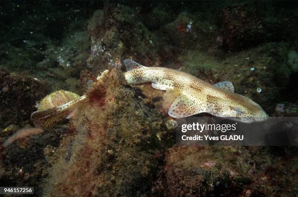 Common Roussette Roussette Photos and Premium High Res Pictures - Getty Images
