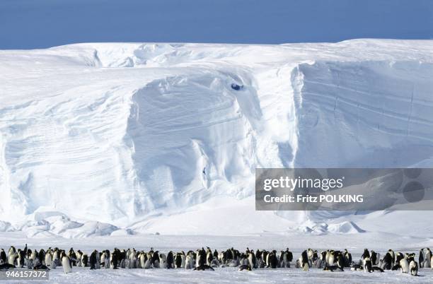 Emperor penguins , Dawson Lambton Glacier, Antarctica.