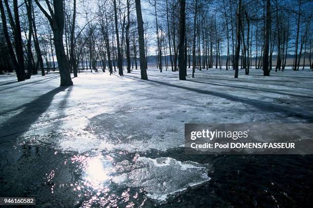 Trees caught in the ice during the thaw of the Khovd River. ARBRES PRIS DANS LA GLACE AU MOMENT DU DEGEL DE LA RIVIERE KHOVD.