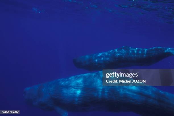 Macrocephalus Photos And Premium High Res Pictures Getty Images macrocephalus-photos-and-premium-high-res-pictures-getty-images