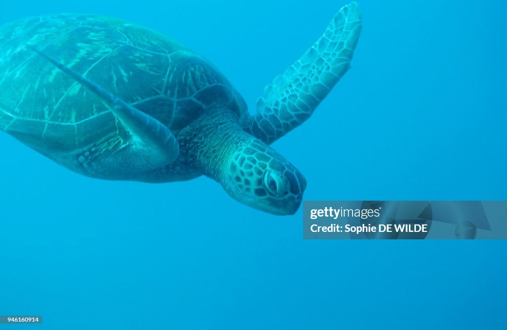 TORTUE VERTE, Chelonia mydas