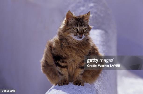 Braune Hauskatze sitzt auf einer Mauer.