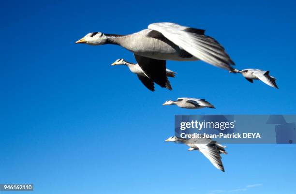 Bar-headed geese in flight.