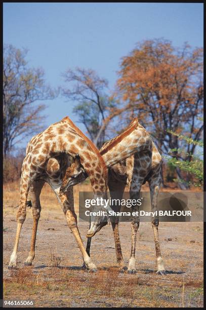 GIRAFFA CAMELOPARDALIS, GIRAFE.