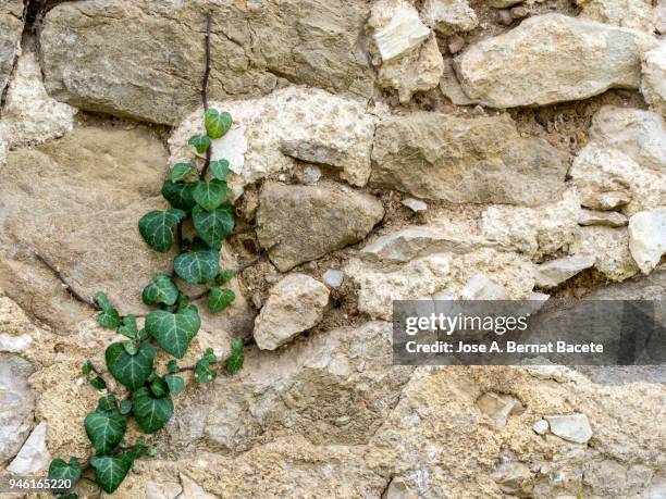 complete setting of a facade of a adobe wall with stones ancient and a plant (hedera helix). high resolution photography. - adobe texture stockfoto's en -beelden