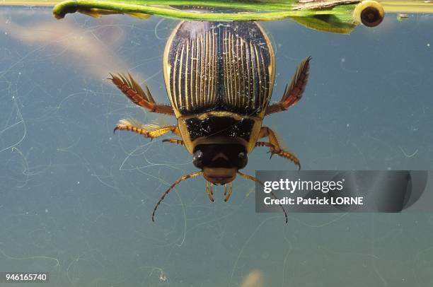 GREAT DIVING BEETLE, WATER BEETLE, FEMALE, DYTISCUS MARGINALIS,..., News Photo